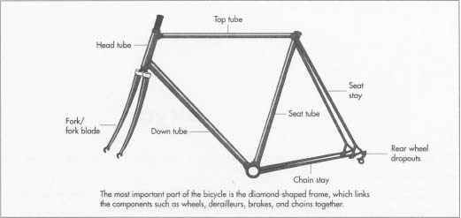 The frame consists of the front and rear triangles, the front really forming more of a quadrilateral of four tubes: the top, seat, down, and head tubes. The rear triangle consists of the chainstays, seatstays, and rear wheel dropouts. Attached to the head tube at the front of the frame are the fork and steering tube.