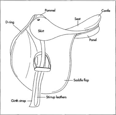 A typical saddle includes a seat for the rider; skirts, panels, and flaps that protect the horse from the rider's legs and vice versa; a girth that fits around the stomach of the horse and keeps the saddle stable; and stirrups for the rider's feet. D-rings are used to hold items such as canteens or ropes.