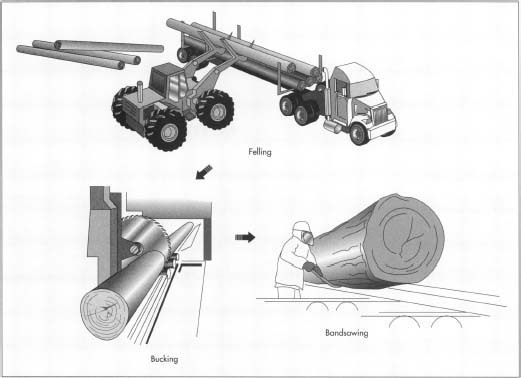 During felling, the trees are cut down with chain saws and the limbs are removed. At the mill, the logs are debarked and bucked, or cut to a predetermined length. Then they proceed to the bandsaw for further processing.