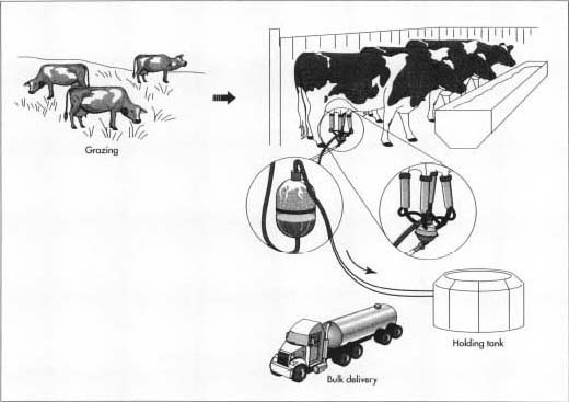 Dairy cows are milked twice a day using mechanical vacuum milking machines. The raw milk flows through stainless steel or glass pipes to a refrigerated bulk milk tank.
