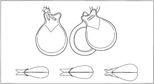Castanets are commonly shaped like a clam shell that is circular or slightly oval, with an extension on one side for the hinge holes.