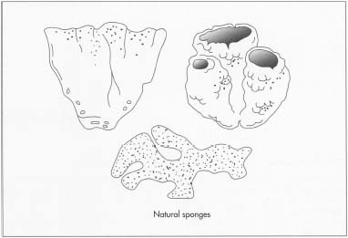 Natural sponges are the skeletons of a kind of simple sea animal. They grow in worm, shallow waters, and are particularly plentiful in the eastern Mediterranean and off the western coast of Florida. Artificial sponges have largely replaced natural ones in the United States, where at least 80% of the sponges in use are manmade.